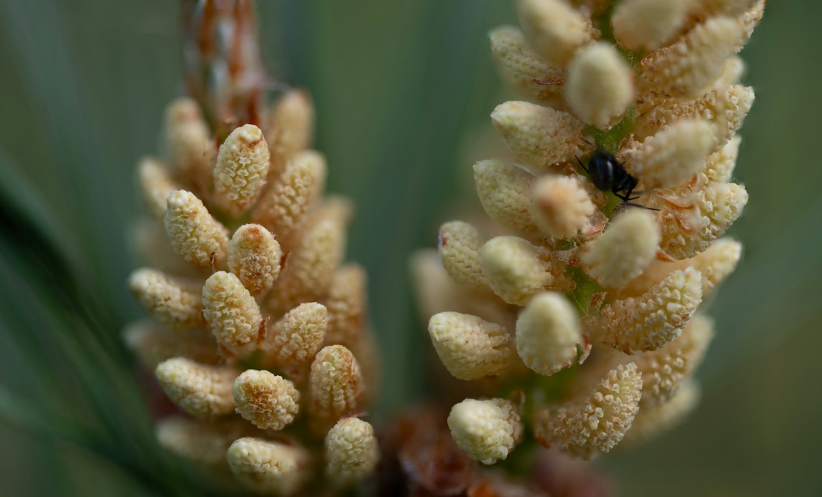 Close view of pollen-bearing pine cones